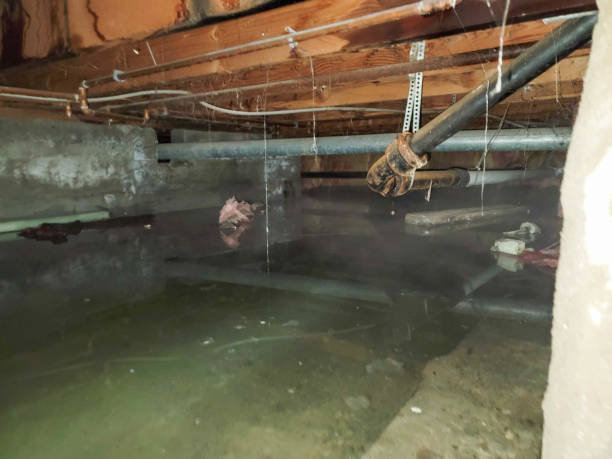 Best Water damage mitigation services  in Mingo Junction, OH